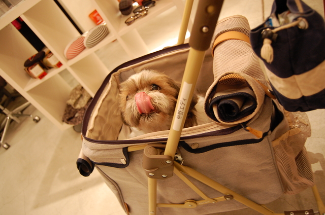 f:id:alittleact:20080508155849j:image