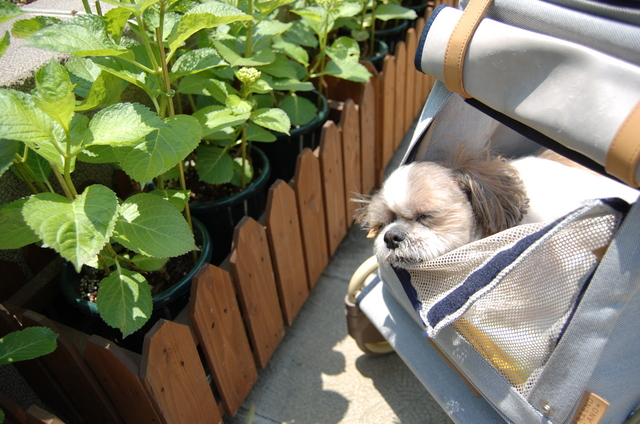 f:id:alittleact:20080522143036j:image