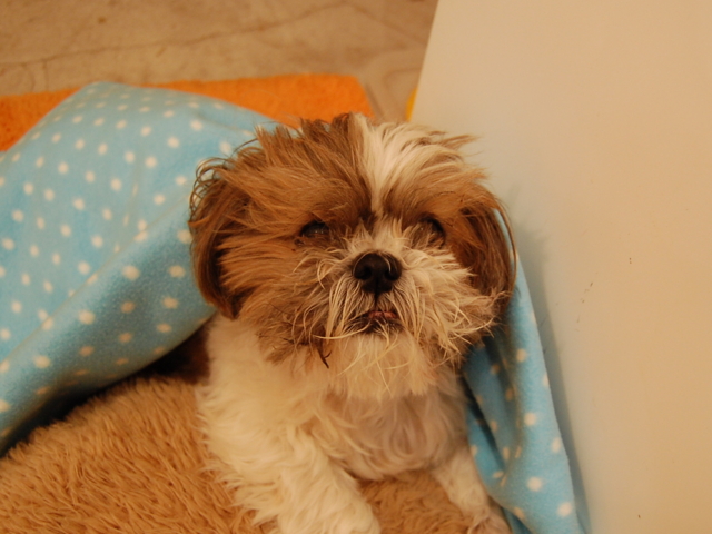 f:id:alittleact:20081106135418j:image