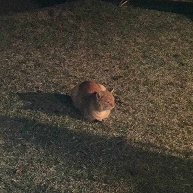f:id:alittleact:20151112165508j:image