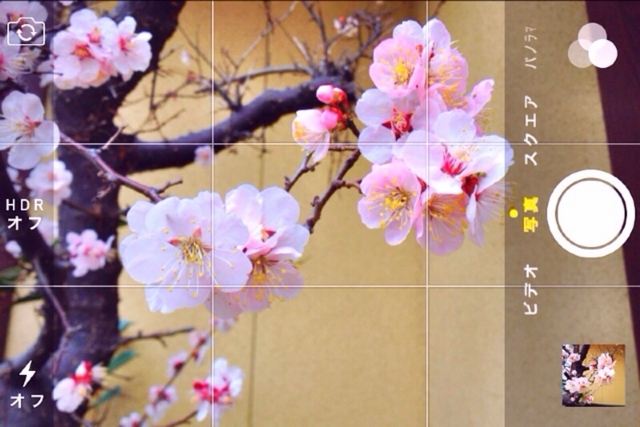 f:id:alkanetwhite:20140328190716j:plain f:id:alkanetwhite:20140328190716j:plain