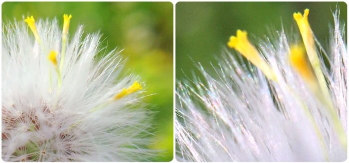 f:id:alkanetwhite:20151106081017j:plain f:id:alkanetwhite:20151106081017j:plain