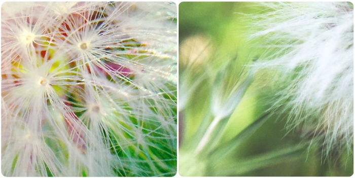 f:id:alkanetwhite:20151106081023j:plain f:id:alkanetwhite:20151106081023j:plain