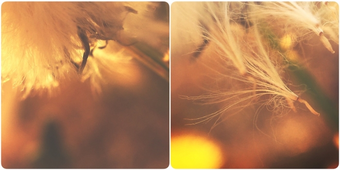 f:id:alkanetwhite:20151106091515j:plain f:id:alkanetwhite:20151106091515j:plain