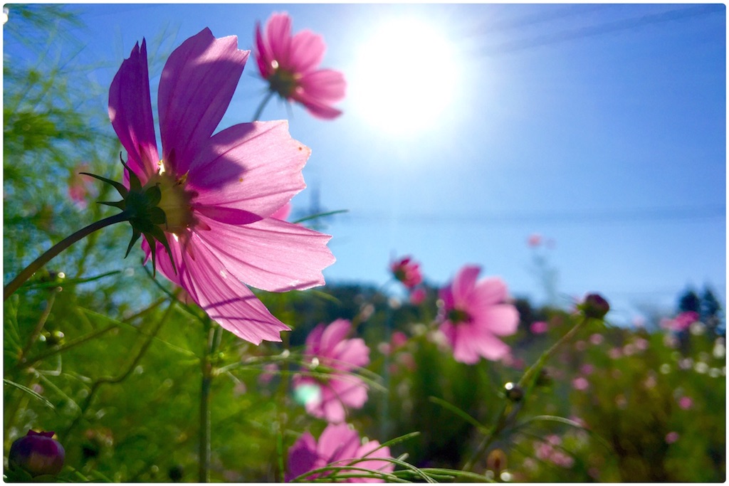 f:id:alkanetwhite:20161016225239j:image f:id:alkanetwhite:20161016225239j:image