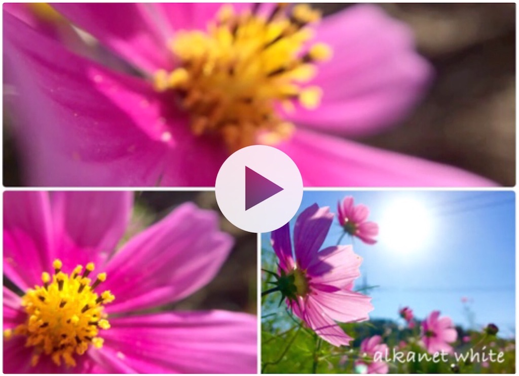 f:id:alkanetwhite:20161016232745j:image f:id:alkanetwhite:20161016232745j:image