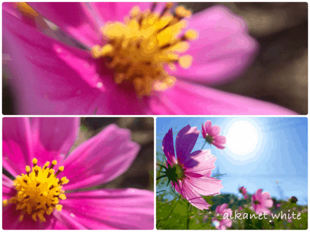 f:id:alkanetwhite:20161017011931g:plain f:id:alkanetwhite:20161017011931g:plain