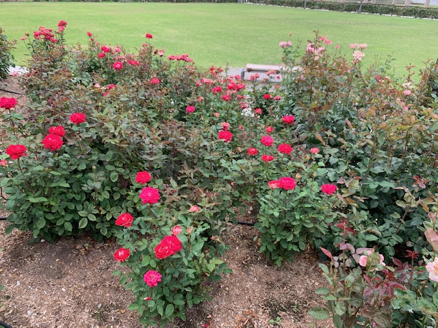 f:id:all-round:20190618220946j:plain f:id:all-round:20190618220946j:plain