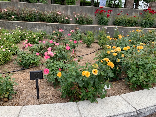 f:id:all-round:20190618221228j:plain f:id:all-round:20190618221228j:plain