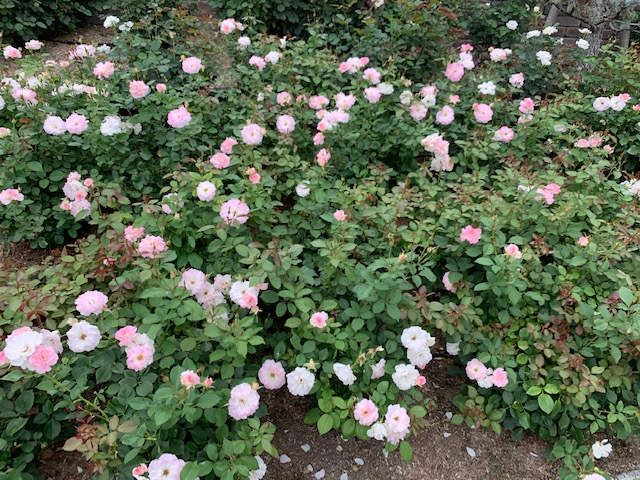 f:id:all-round:20190618221313j:plain f:id:all-round:20190618221313j:plain