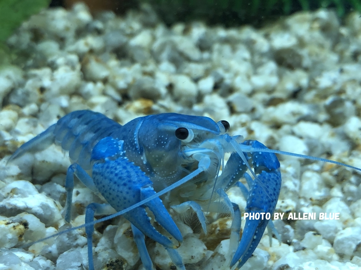 f:id:alleni:20190707144646j:plain f:id:alleni:20190707144646j:plain
