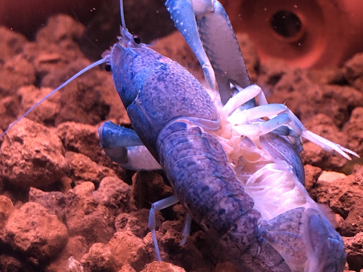 ザリガニの品種と体色の正確性は ザリガニ 甲殻類 有尾類の世界 ザリガニの品種と体色の正確性は ザリガニ 甲殻類 有尾類の世界