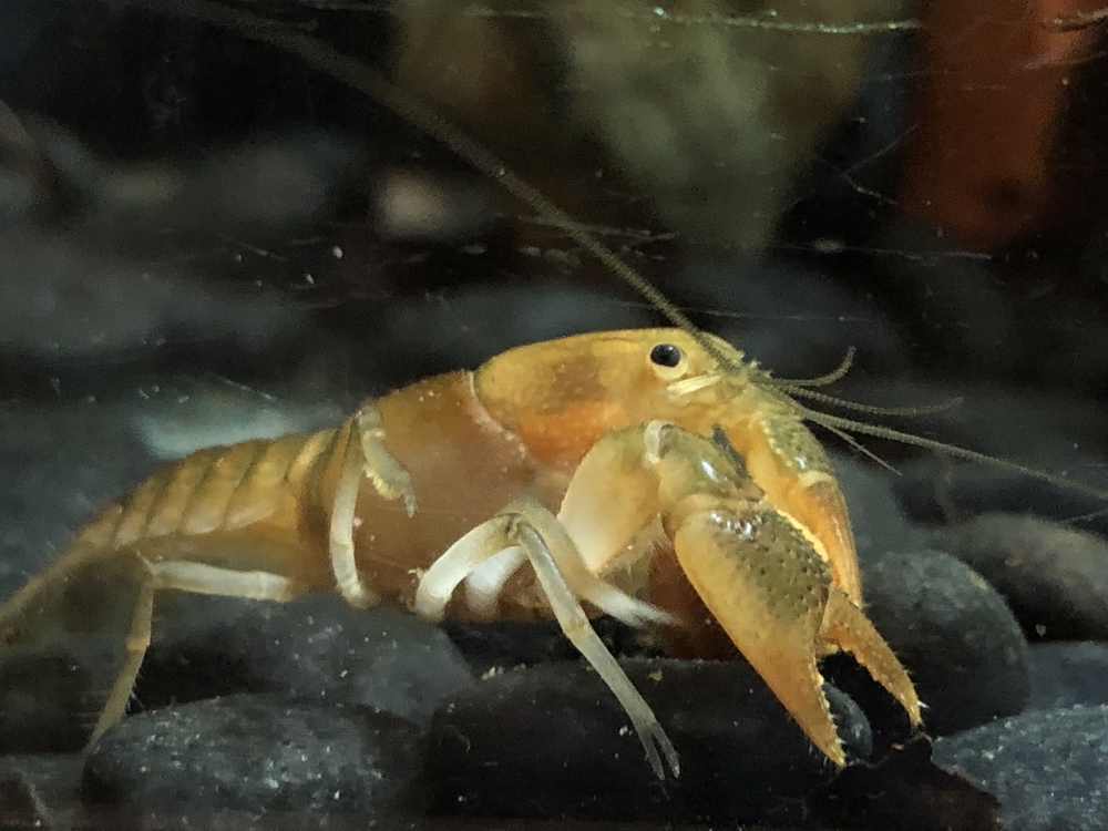 f:id:alleni:20191115192304j:plain f:id:alleni:20191115192304j:plain