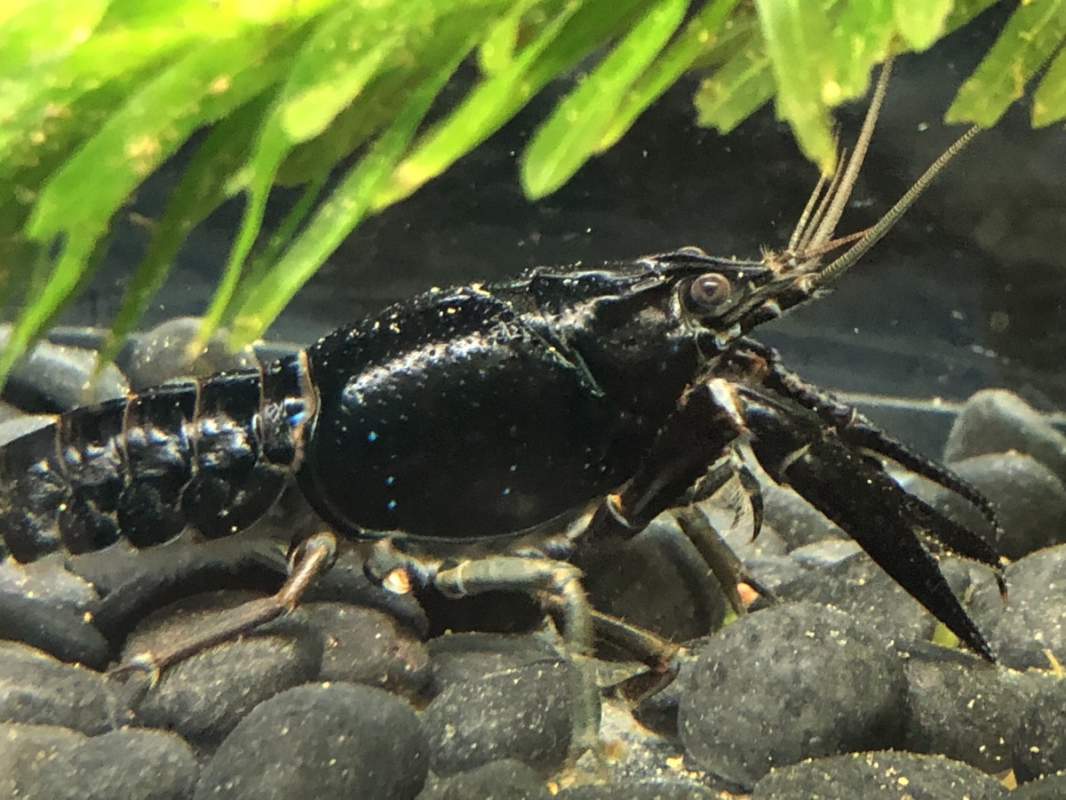 f:id:alleni:20191115200411j:plain f:id:alleni:20191115200411j:plain