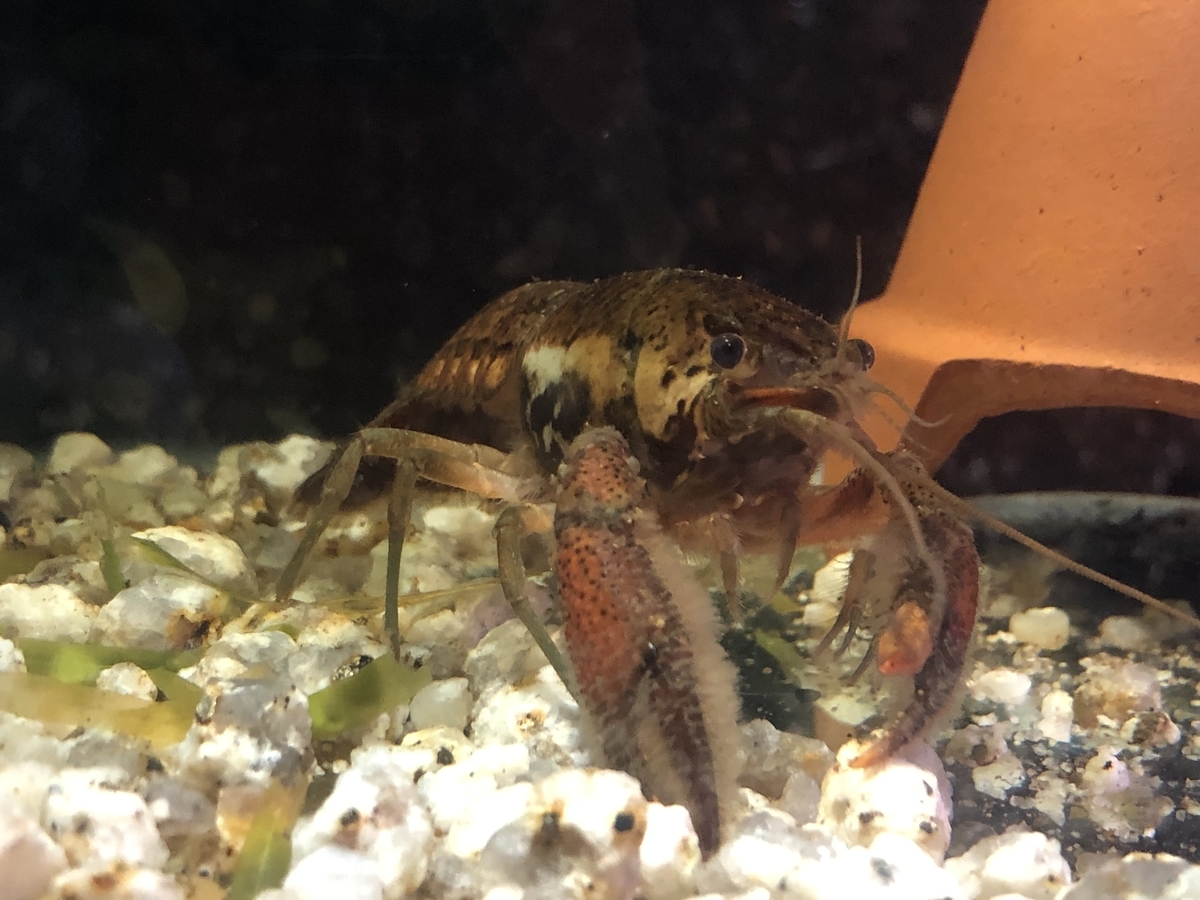 f:id:alleni:20191115202422j:plain f:id:alleni:20191115202422j:plain