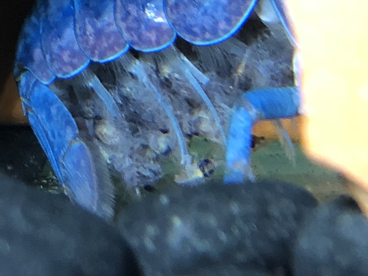 f:id:alleni:20191115213521j:plain f:id:alleni:20191115213521j:plain