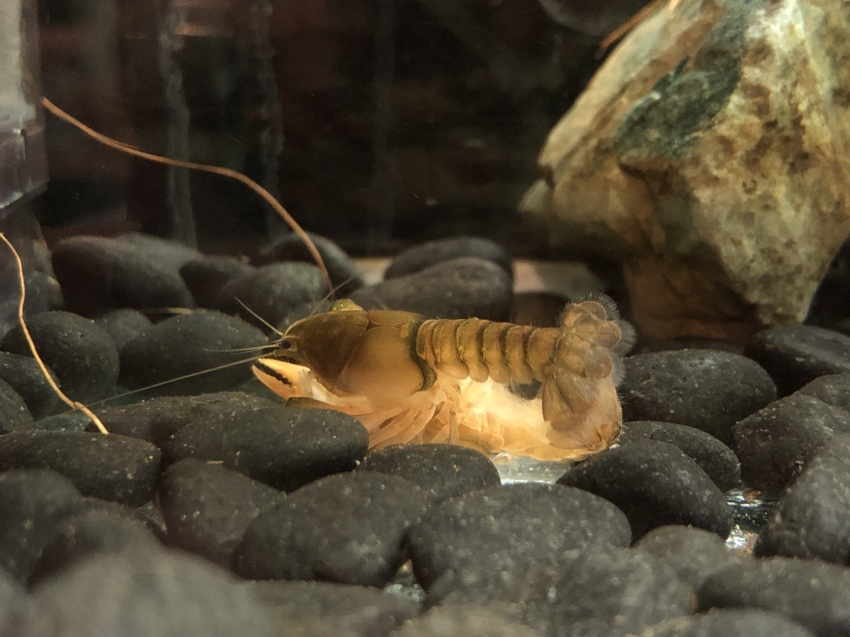 f:id:alleni:20191115213914j:plain f:id:alleni:20191115213914j:plain