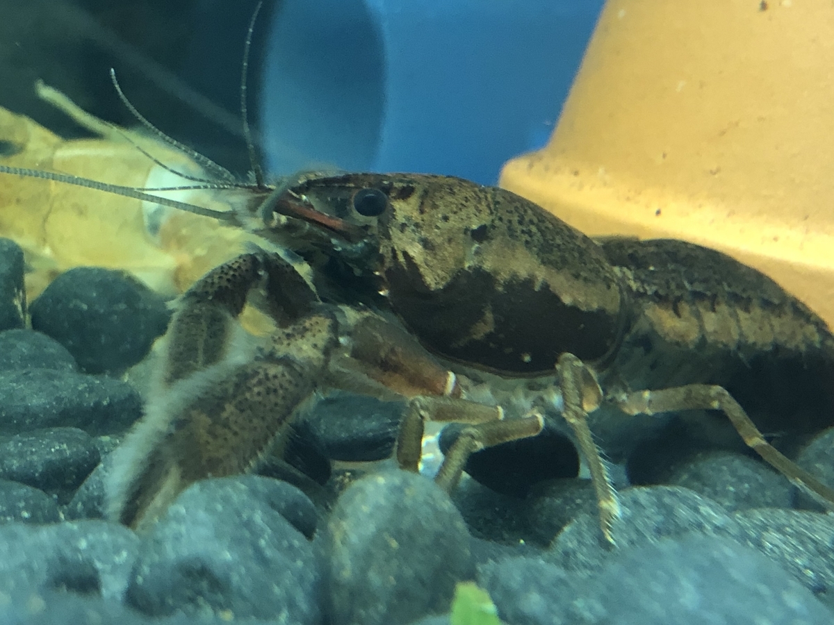 ザリガニ飼育での石灰化の重要性 ザリガニ 甲殻類の世界