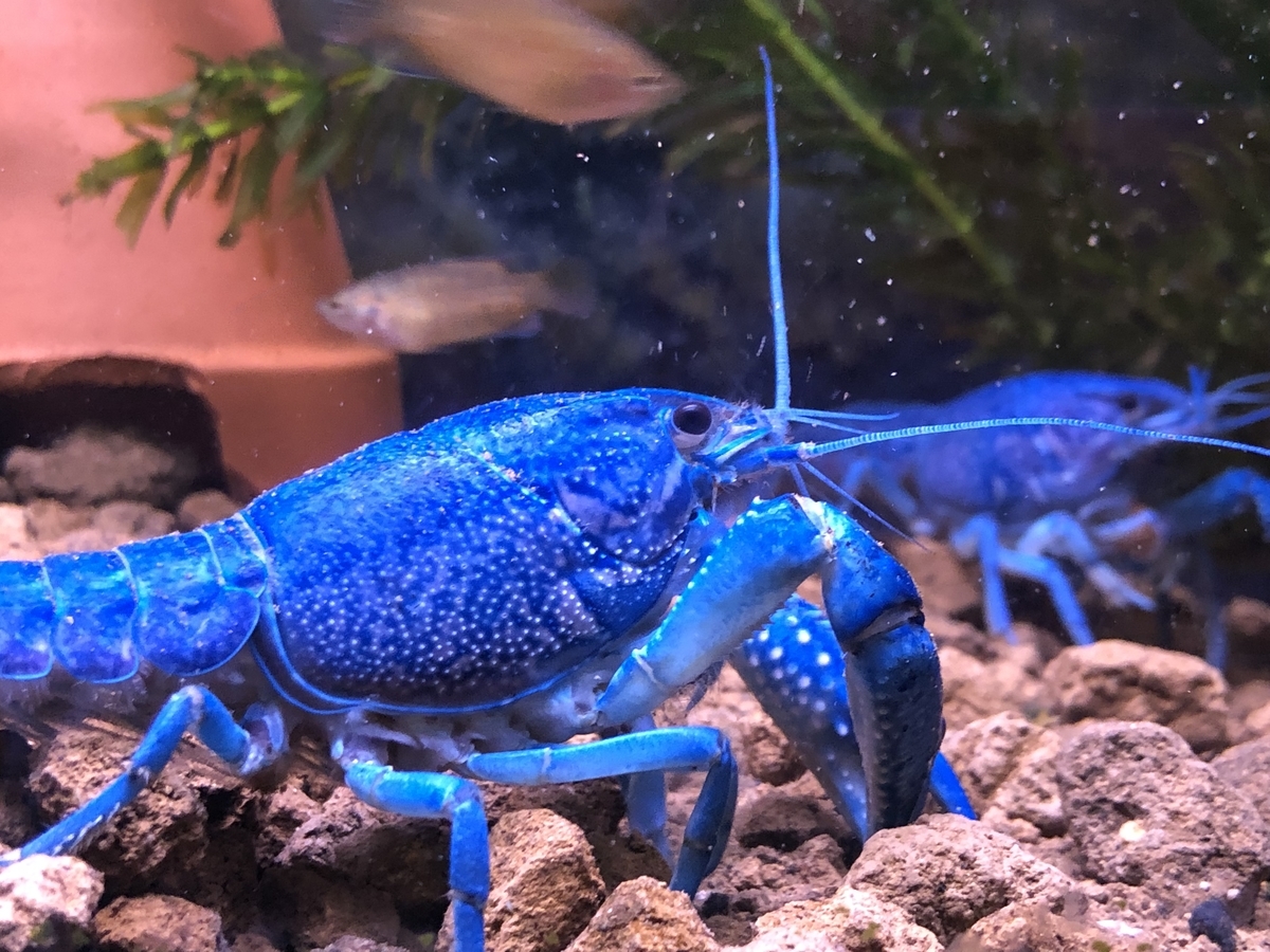 偽情報 炭と活性炭の混同 ザリガニ 甲殻類の世界 偽情報 炭と活性炭の混同 ザリガニ 甲殻類の世界