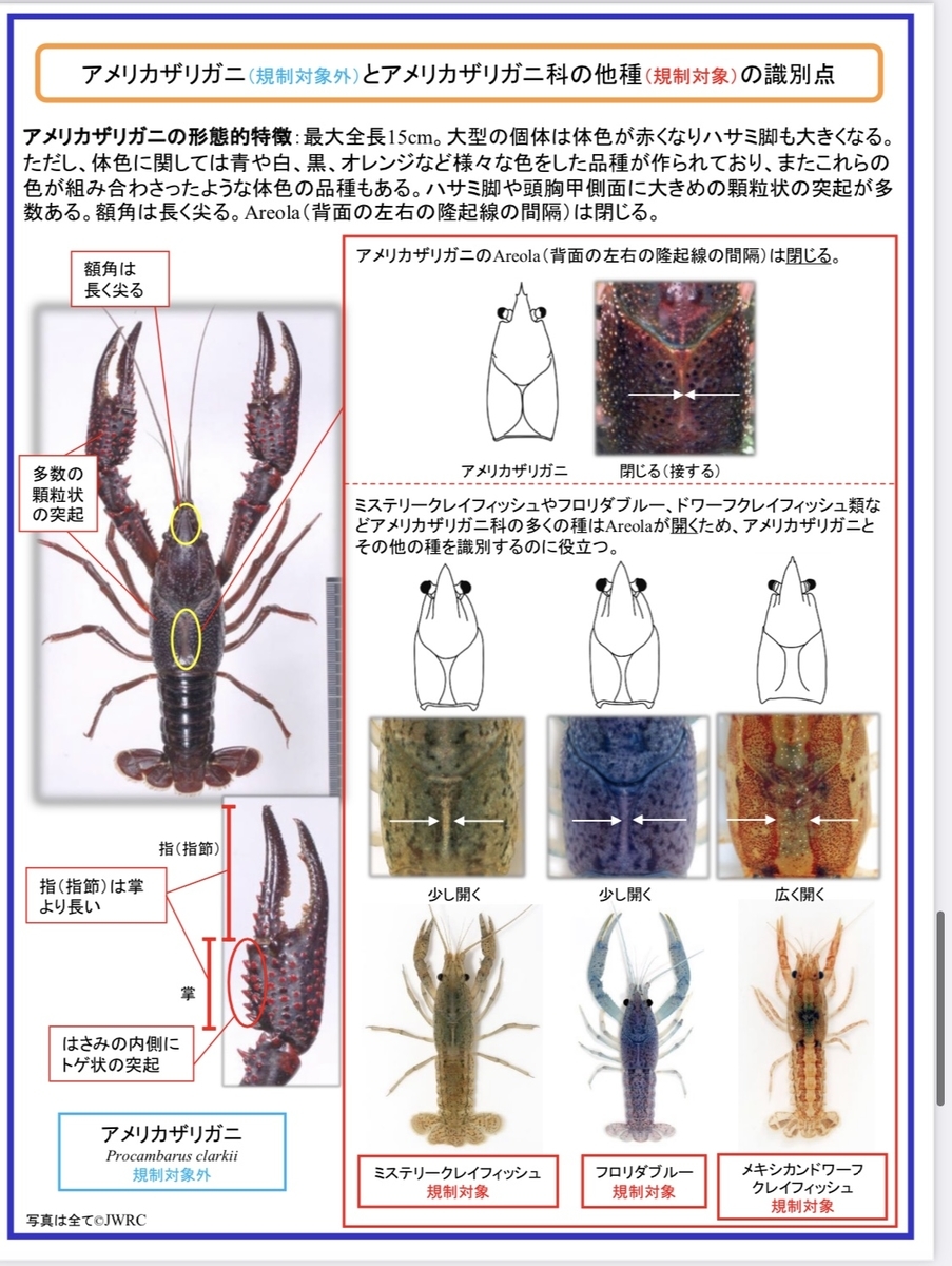 外来ザリガニの飼育申請 残り1か月 ザリガニ 甲殻類 有尾類の世界