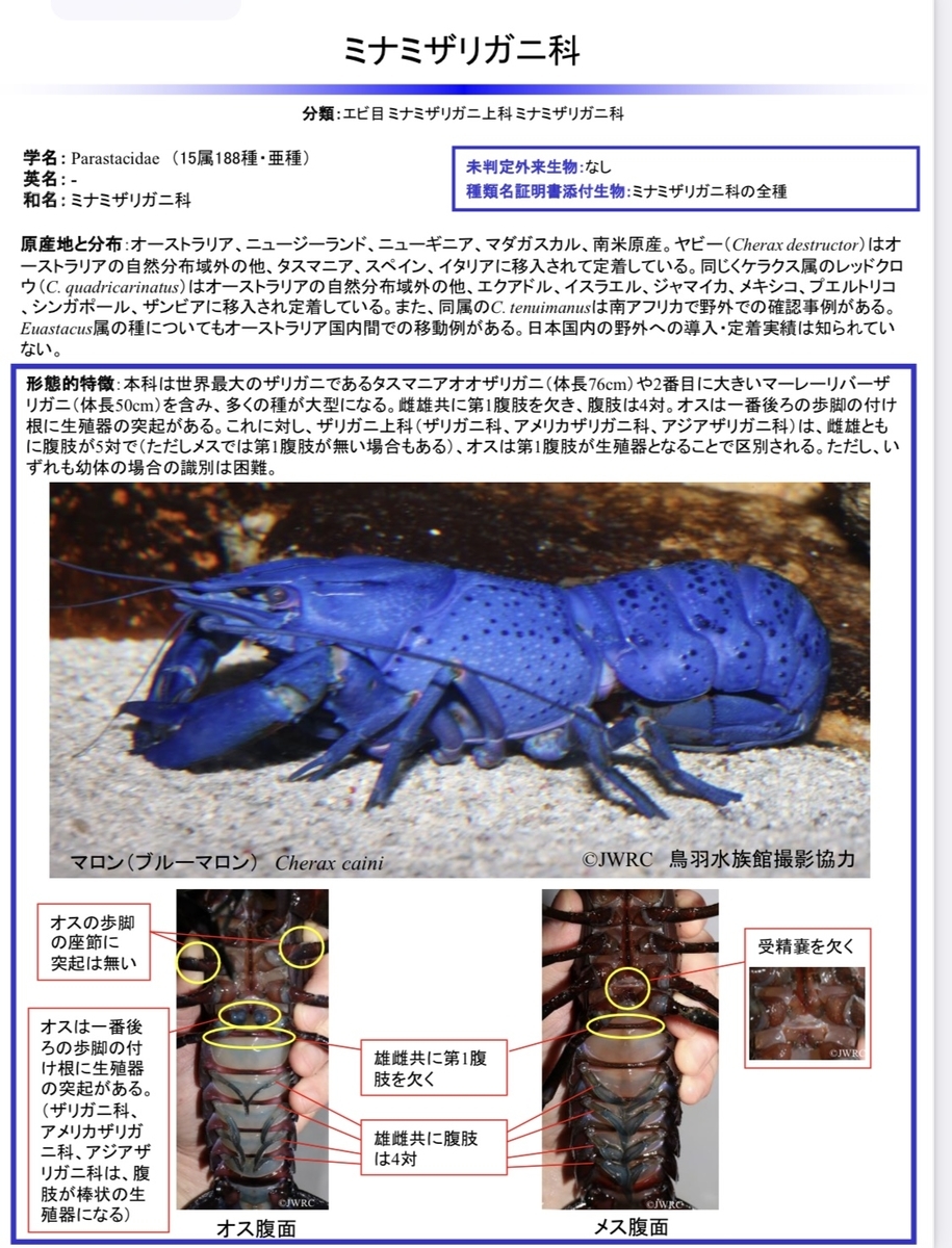 外来ザリガニの飼育申請 残り1か月 ザリガニ 甲殻類 有尾類の世界