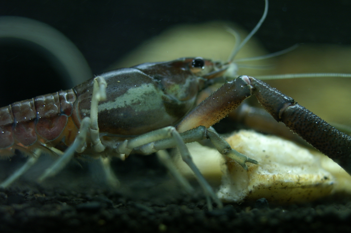 ウチダザリガニとは 動植物の人気 最新記事を集めました はてな