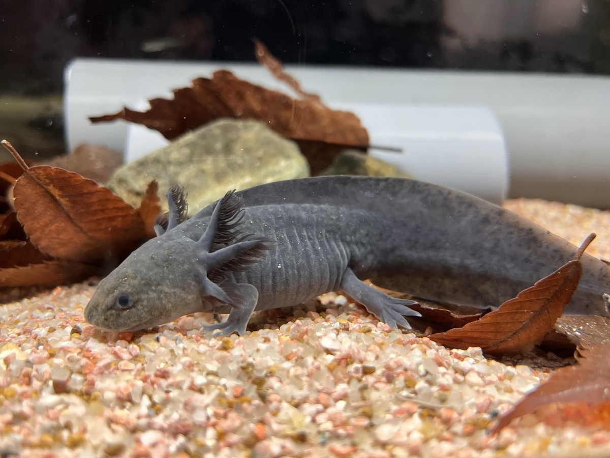 ウーパールーパーの体色は3種類の色素胞で決まる - ザリガニ