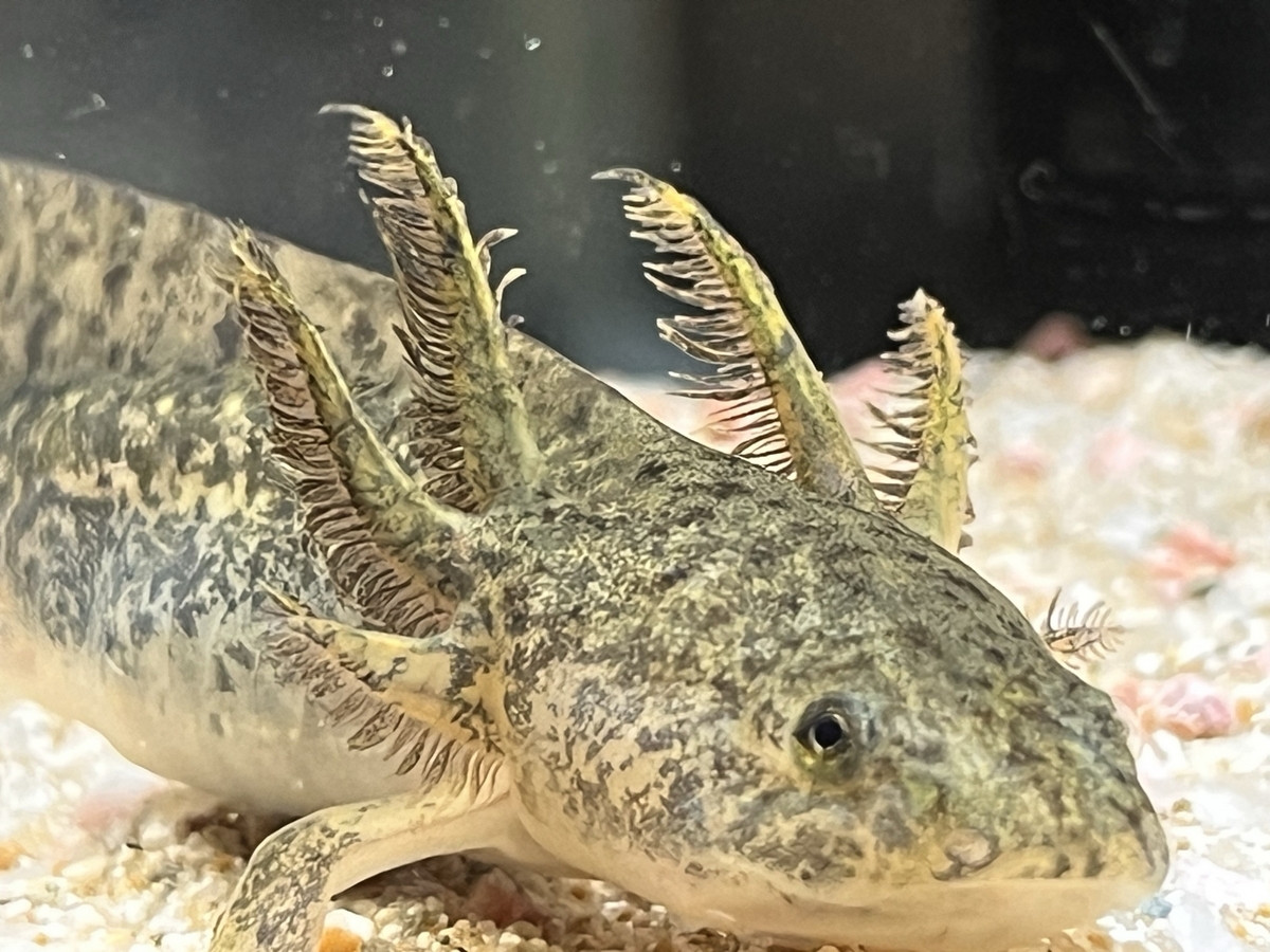 ワイルドタイプのウーパールーパーとは？ - ザリガニ