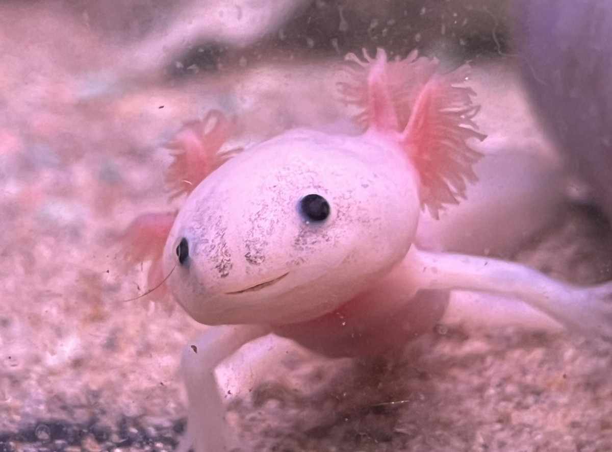 ワイルドタイプのウーパールーパーとは？ - ザリガニ