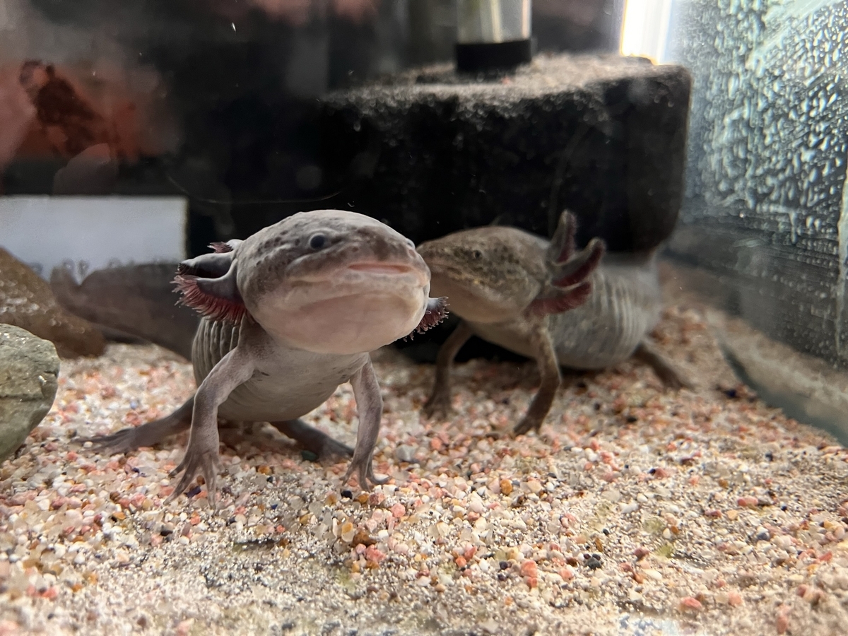 ウーパールーパー ワイルドタイプのウーパールーパーとは？ - ザリガニ