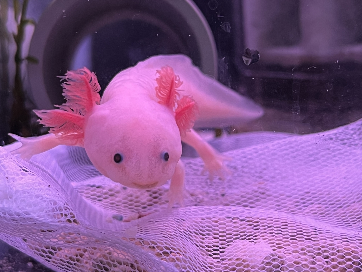 日本の水質とウーパールーパーの長期飼育 - ザリガニ