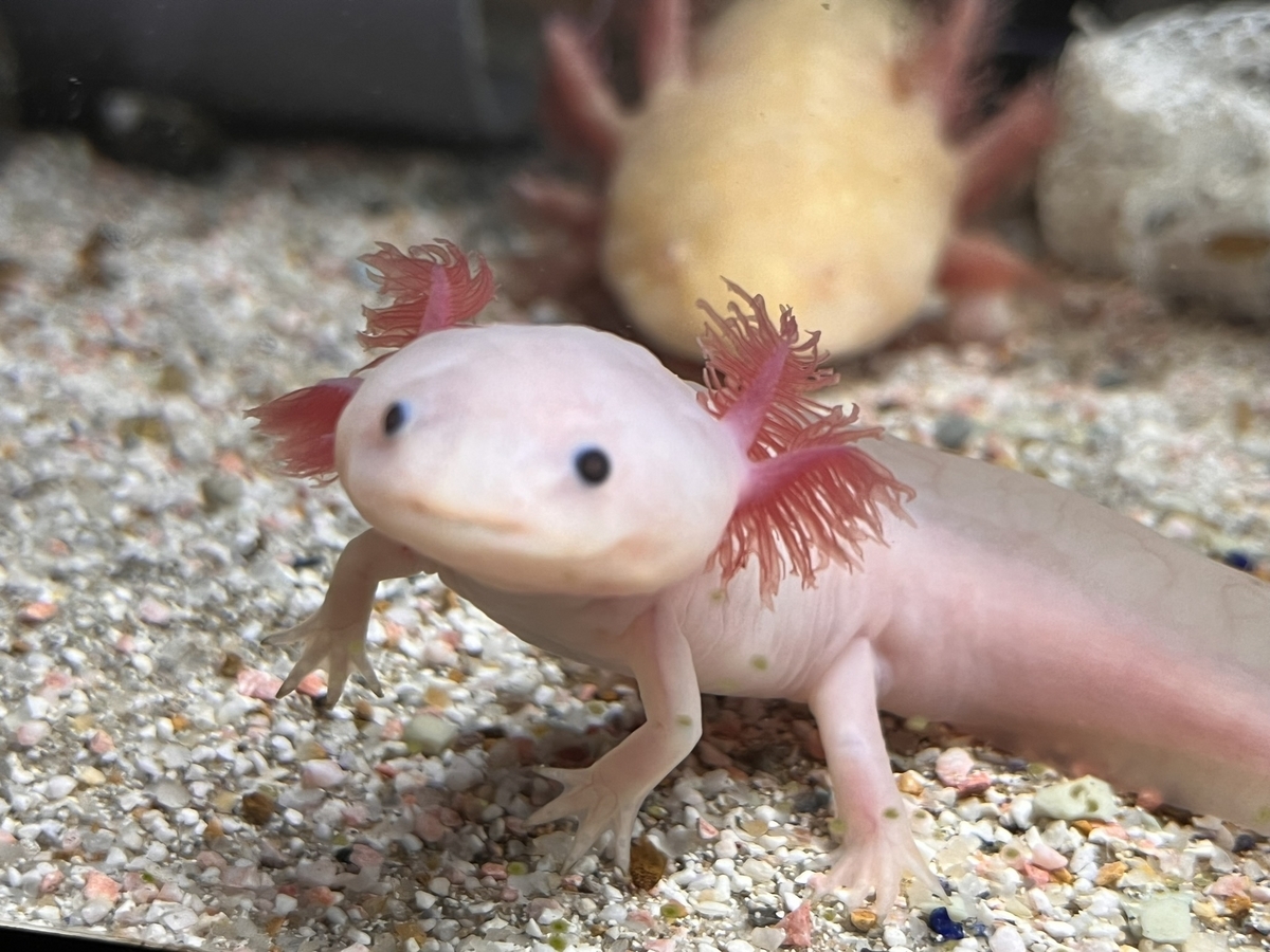 ウーパールーパーの繁殖問題と注意点 - ザリガニ