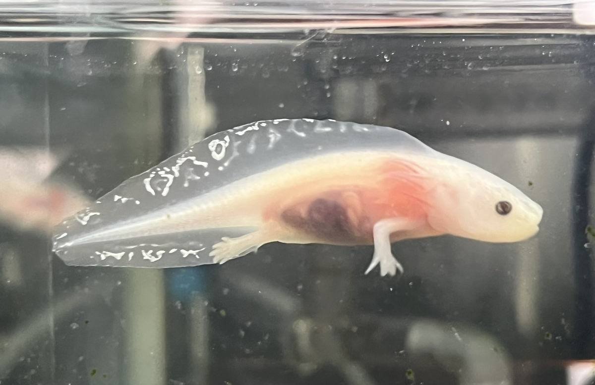 ワイルドタイプのウーパールーパーとは？ - ザリガニ