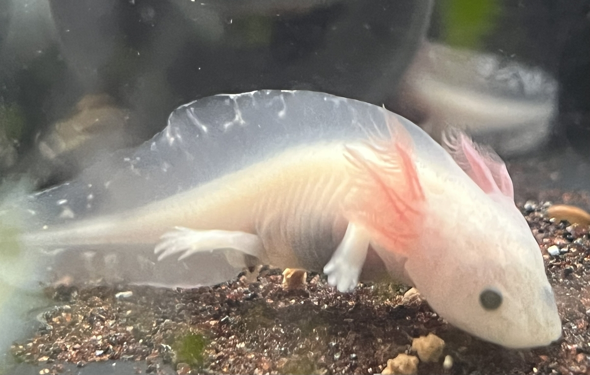 ワイルドタイプのウーパールーパーとは？ - ザリガニ