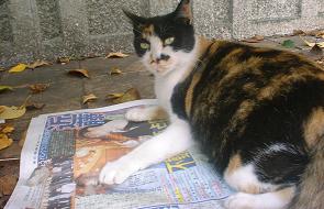 新聞ねこ だが。