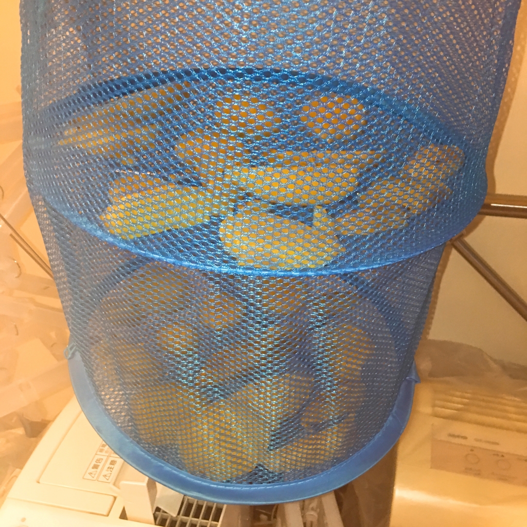 f:id:allergy_nagasakikko:20170114225528j:plain f:id:allergy_nagasakikko:20170114225528j:plain