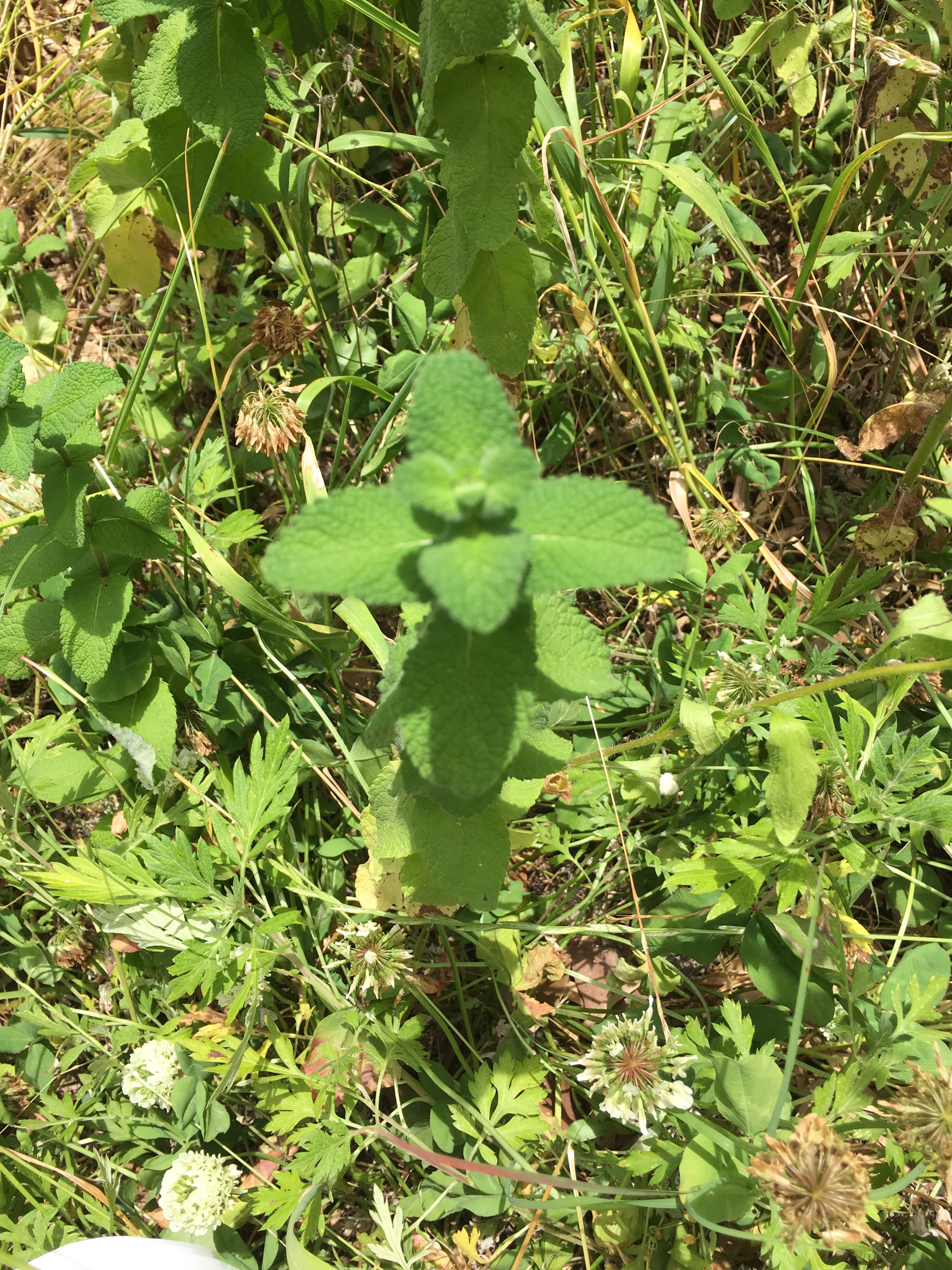 f:id:allergy_nagasakikko:20170611203641j:plain