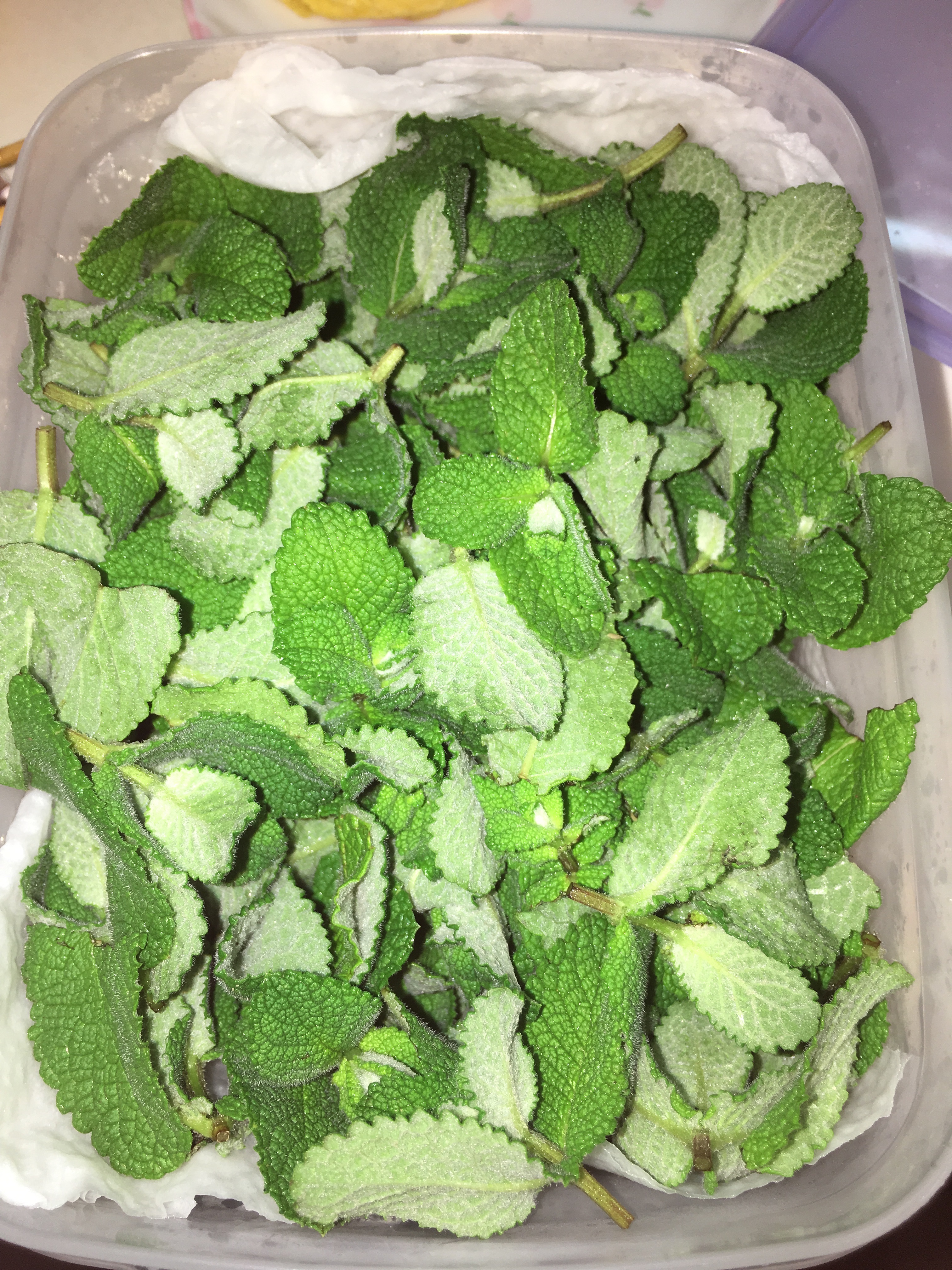 f:id:allergy_nagasakikko:20170611203829j:plain