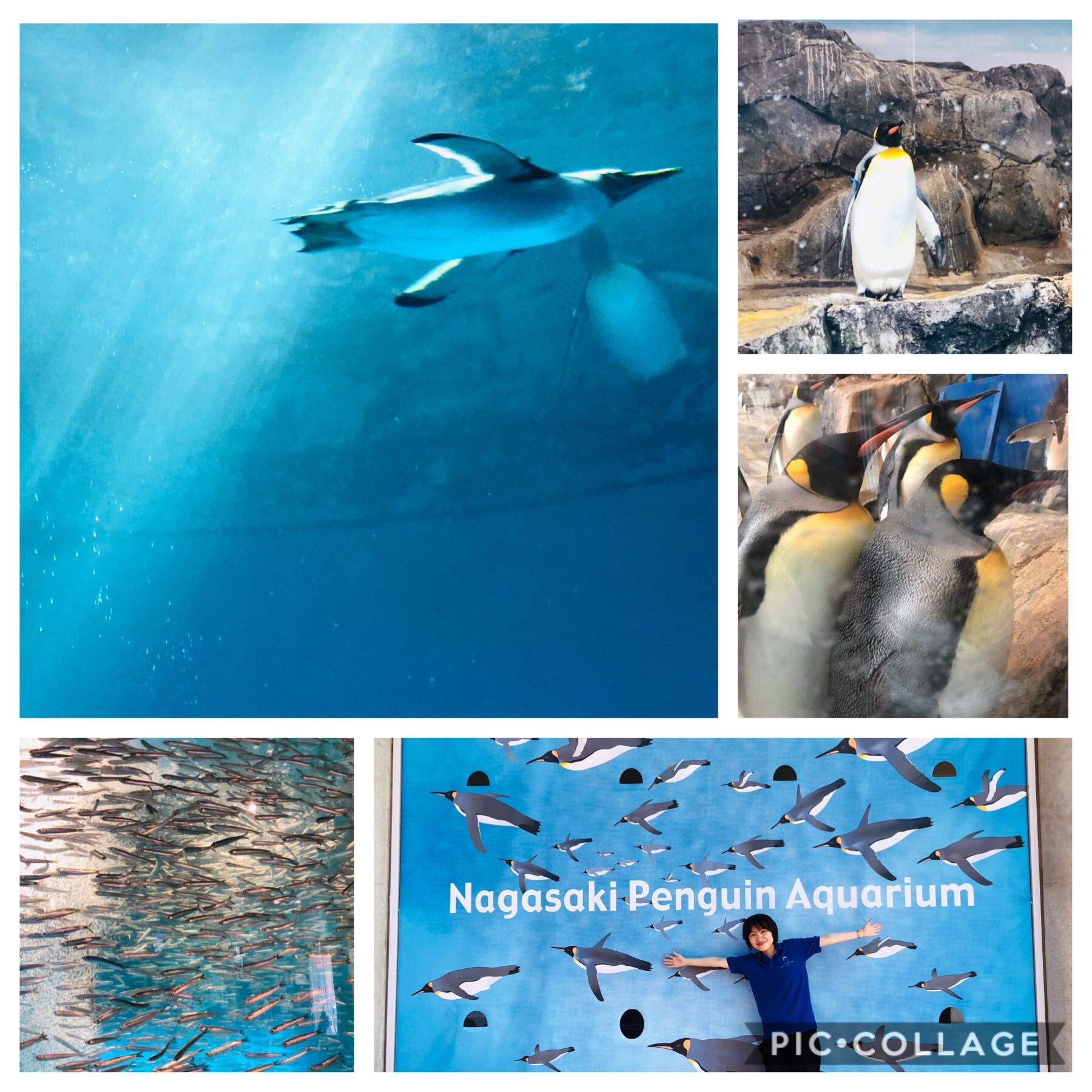 長崎ペンギン水族館 ペンギンが長崎に来て60年記念 食物アレルギーっ子の日々のあれこれ 長崎ペンギン水族館 ペンギンが長崎に来て60年記念 食物アレルギーっ子の日々のあれこれ