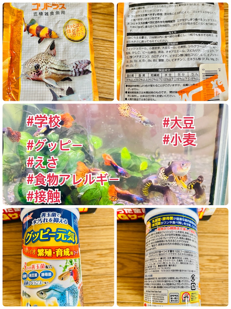 f:id:allergy_nagasakikko:20220211225508j:image