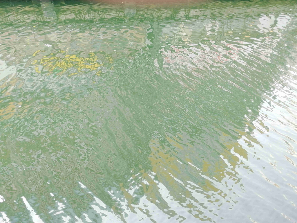 大阪道頓堀に飛び込むやつ、正気か？汚すぎワロタ