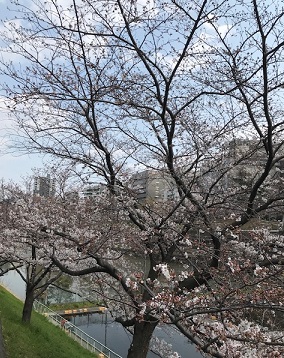 千鳥ヶ淵と靖国神社の桜満開 お花見とインドカレー アリーの機音カフェ