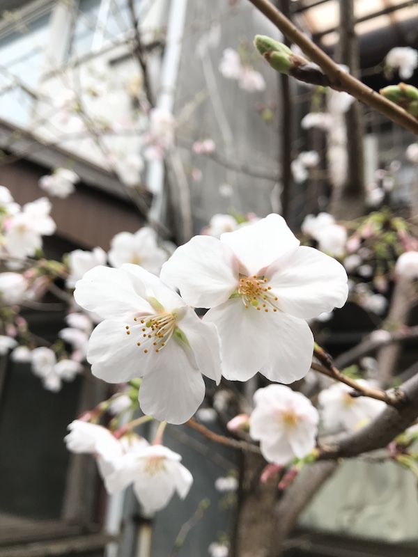 f:id:almater2014:20180325005303j:plain