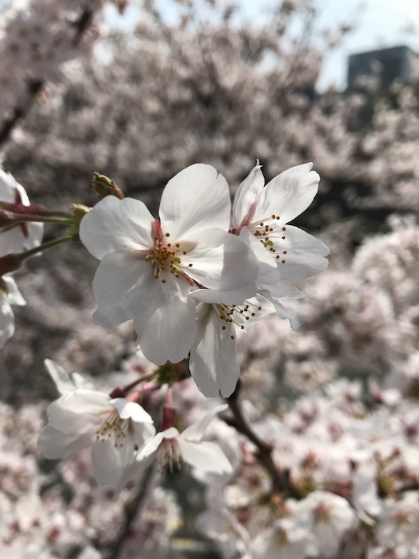 f:id:almater2014:20180328003252j:plain