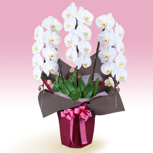 f:id:almater2014:20180409183527j:plain f:id:almater2014:20180409183527j:plain
