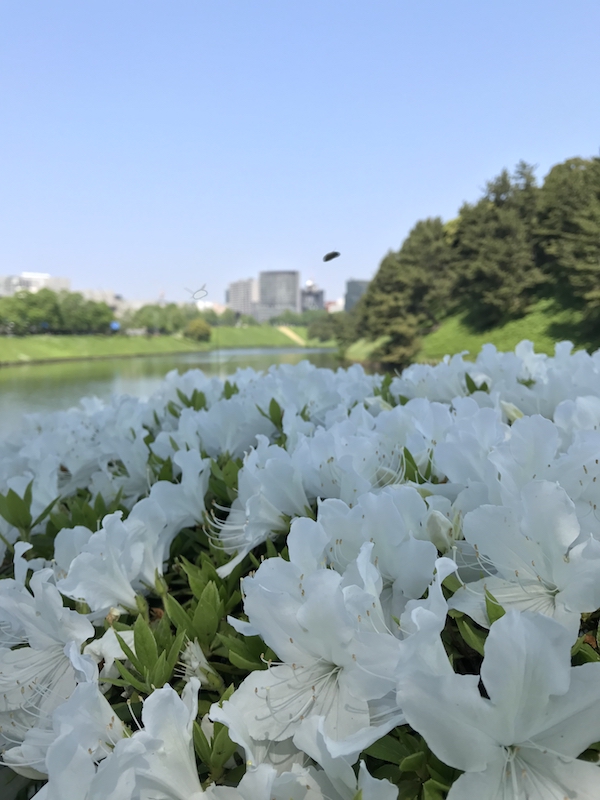 f:id:almater2014:20180427163010j:plain f:id:almater2014:20180427163010j:plain