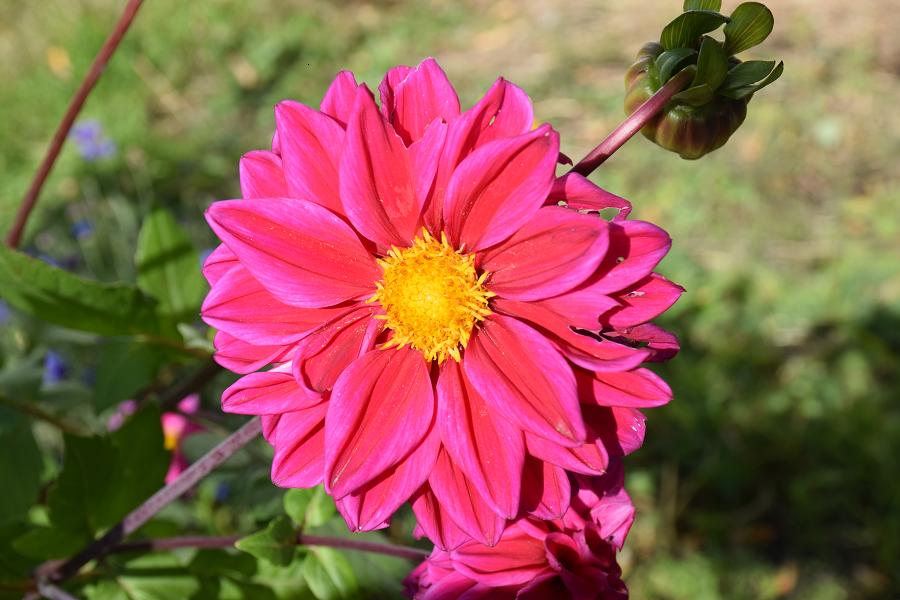 f:id:aloe5959:20191117145638j:plain f:id:aloe5959:20191117145638j:plain