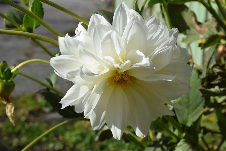 f:id:aloe5959:20191117145659j:plain f:id:aloe5959:20191117145659j:plain
