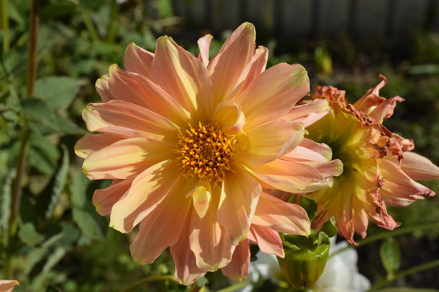 f:id:aloe5959:20191117145717j:plain f:id:aloe5959:20191117145717j:plain