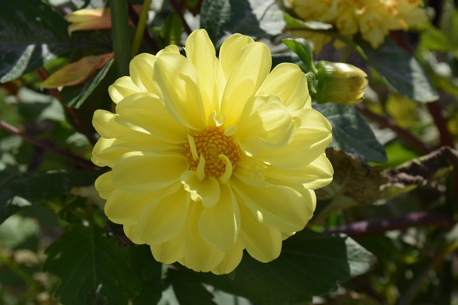 f:id:aloe5959:20191117145730j:plain f:id:aloe5959:20191117145730j:plain